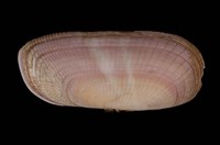 藏品(岐紋毛蟶)的圖片